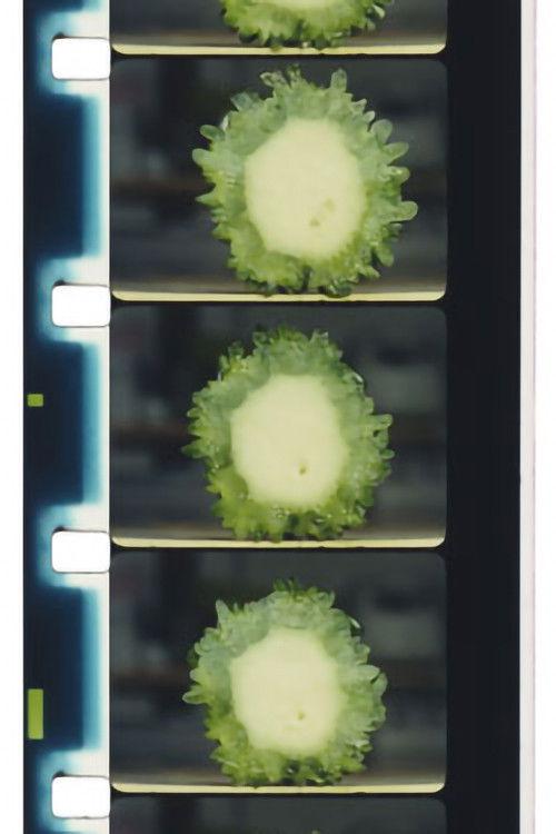 Chopping Fruits and Vegetables