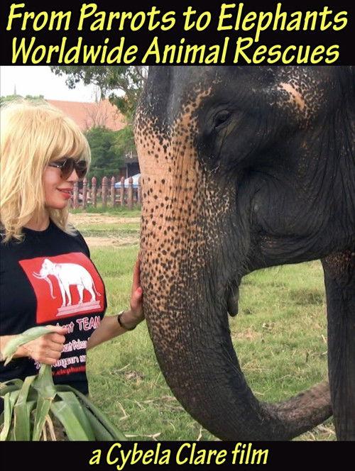 From Parrots to Elephants: Worldwide Animal Rescues