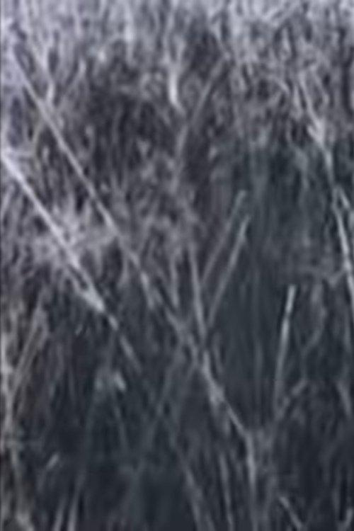 Return to the Sedge Fields