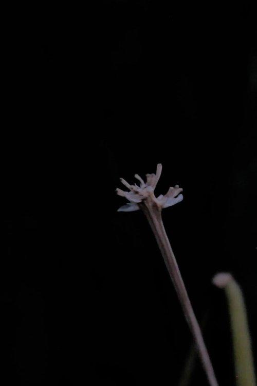 Querer de infância ou ritos de passagem para Moema