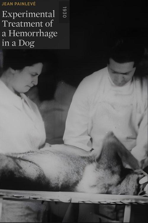 Experimental Treatment of a Hemorrhage in a Dog