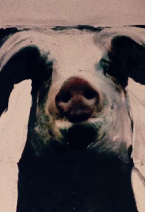 The Trail of the Pig