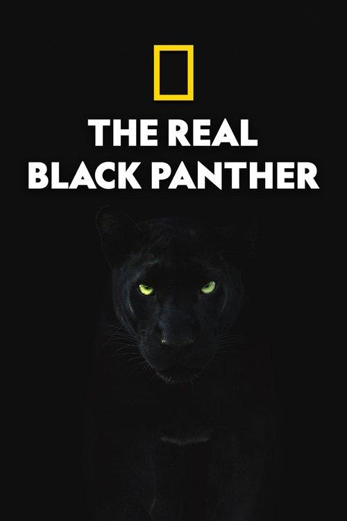 The Real Black Panther