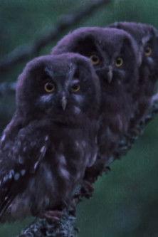 The Sounds of the Northern Forests