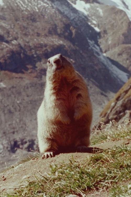Marmot