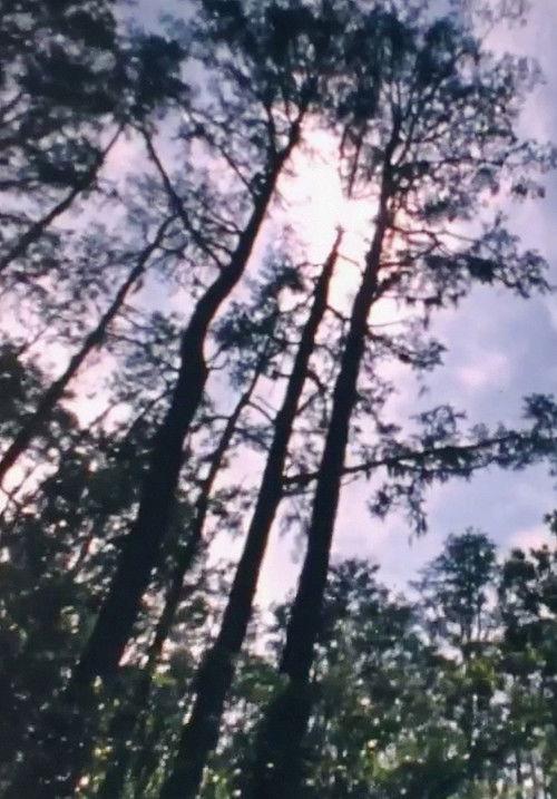 Wilderness: A Country in the Mind