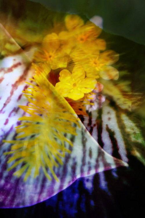 Three Bagatelles for Marie Menken